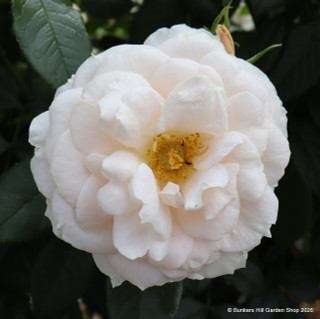 Champagne Moment - Floribunda Rose