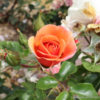 Together Forever - Floribunda rose