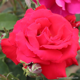 Ernest H Morse - Hybrid Tea Rose