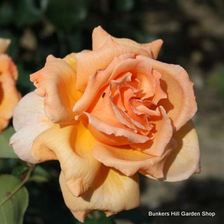 Just Joey - Hybrid Tea Rose