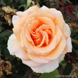 Just Joey - Hybrid Tea Rose