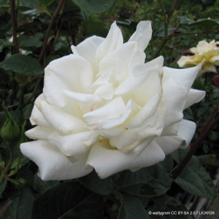 Pascali - Hybrid Tea Rose