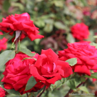 Ruby Wedding - Hybrid Tea Rose
