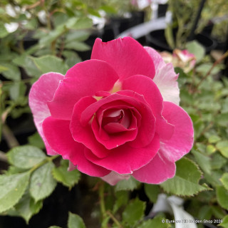 Cardinal De Richelieu - Shrub Rose
