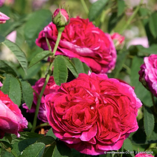 Charles De Mills - Shrub Rose