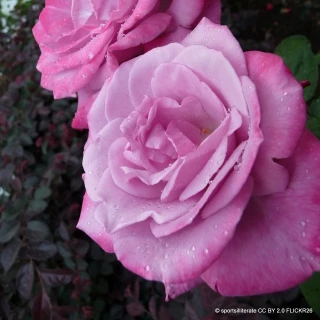 Conrad Ferdinand Meyer - Shrub Rose