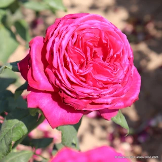 Madame Isaac Pereire - Shrub Rose