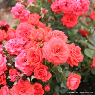 Birthday Wishes - Patio Rose