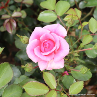 Chatsworth - Patio Rose