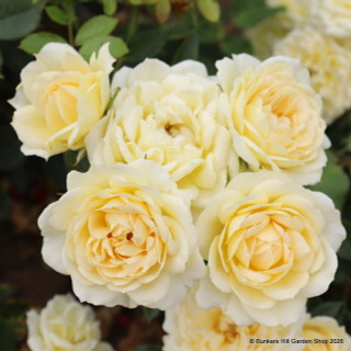Sweet Memories - Patio Rose
