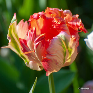 Tulip 'Apricot Parrot' (Parrot) - PACK of 10 premium size bulbs