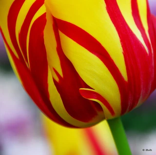 Tulip 'Helmar' (Rembrandt) - PACK of 10 premium size bulbs