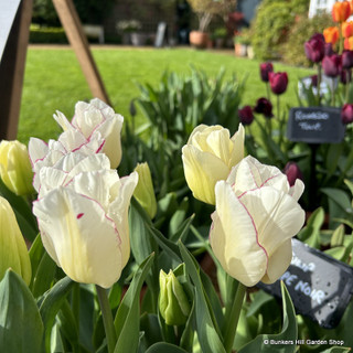 Tulip 'Affaire' (Triumph) - PACK of 10 premium size bulbs