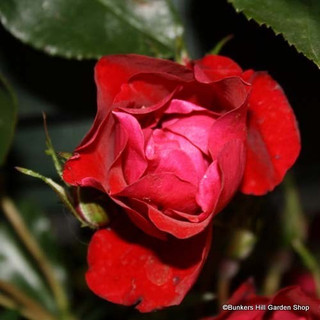 Ruby Anniversary - Floribunda (Potted Rose)