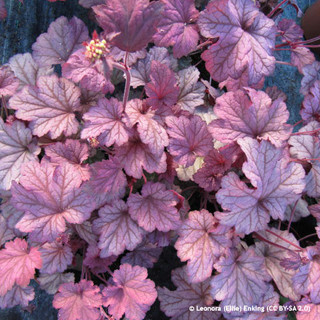 Heuchera 'Berry Smoothie ' - 1ltr pot