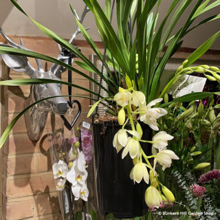 Cymbidium 'White' (2 branches)