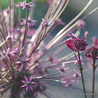 Allium 'Schubertii' - PACK of 1 bulb