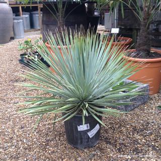 Yucca rostrata (p29)