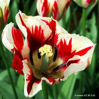 Tulip 'Happy Generation' - PACK of 11 bulbs