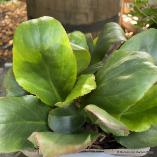 Bergenia 'Bressingham White' 3ltr