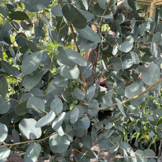 Eucalyptus gunnii 200-250cm