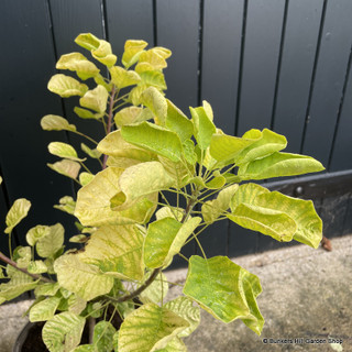 Cotinus 'Golden Spirit' - 5L