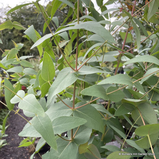 Eucalyptus dalrymplena (Mountain Gum) 5.5L