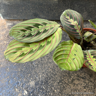 Maranta 'Fascinator' (Prayer plant)