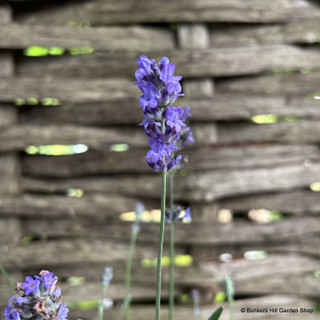 Lavandula angustifolia 'Hidcote'