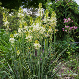 Camassia leichtlinii Sacajawea BULK - 100 or 250 Bulbs