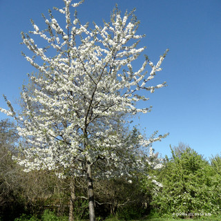 Prunus avium (Wild Cherry) 8/10cm