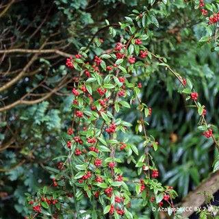 Cotoneaster 'Hybridus Pendulus' - 200/250cm