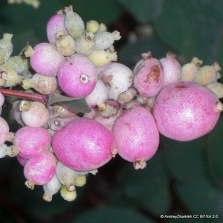 Symphoricarpos × doorenbosii 'Mother of Pearl' 40/60cm 2L
