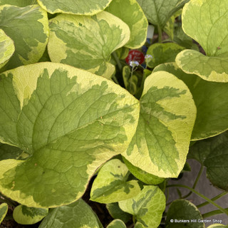 Brunnera macrocephala 'Hadspen Cream'-3L