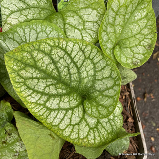 Brunnera macrocephala 'Mr Morse'-3L