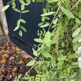 Indigofera pendula - 4L