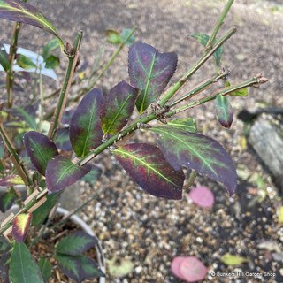 Euonymus alatus - 3L