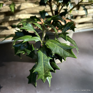 Osmanthus heterophyllus 'Variegatus' - 3ltr