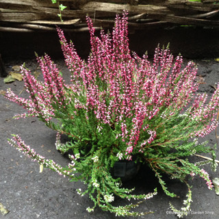 Calluna heather