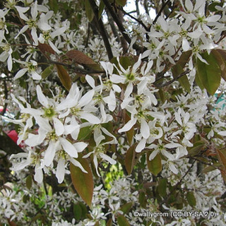 25 x Amelanchier lamarckii (June Berry) 30-50cm bare root (bundle)