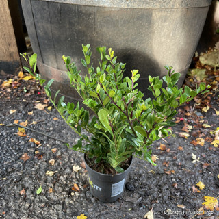 Ilex crenata 'Dark Green' bush (9cm)