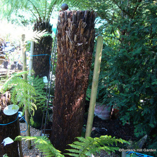 5ft Tree Fern