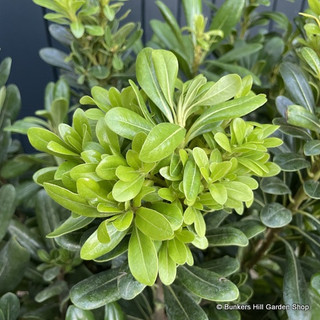 Pittosporum tobira Bush 80-100cm