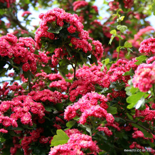 Crataegus 'Paul’s Scarlet' - 12/14cm (45ltr)