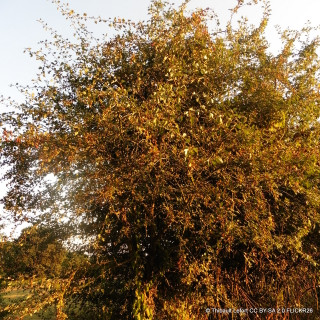 Crataegus monogyna (Hawthorn)  200/250cm