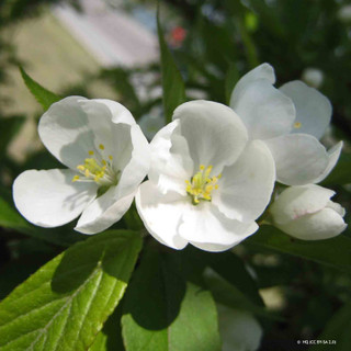 Malus hupehensis (Hupeh Crab Apple) 6/8cm