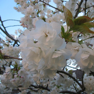 Prunus avium 'Flore Plena' (Flowering Cherry) - 8/10cm