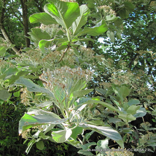 Sorbus aria 'Lutescens' (Whitebeam) - 6/8cm