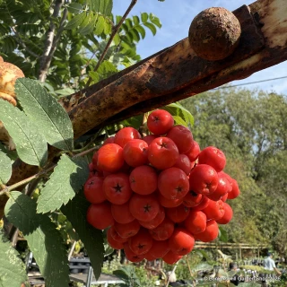 Sorbus 'Sheerwater Seedling' BAREROOT