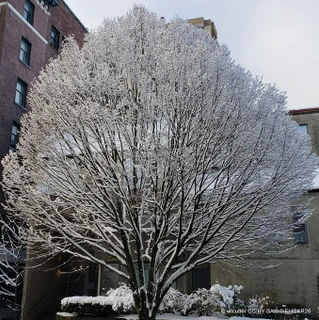 Betula pendula 'Fastigiata' BAREROOT